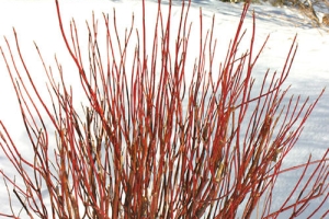 Cornus 'Arctic Fire' New 2024